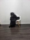 Icelandic Sheepskin Rug   Sheepskin Rug   Soft Silky Long Wool  c486