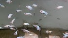 Baby Thai Silk Flowerhorn Fry Size Flowerhorn Pnpv   Full White Blue  2-4cm