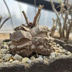 Rare Live House Plant Dioscorea Elephantipes Wysiwyg Caudex Boutique