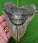 5 34     Megalodon Shark Tooth  Real Fossil No Restorations Sharks Teeth