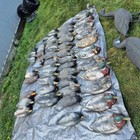 50  Duck   Goose Hunting Decoys Lot Flambeau Carry-lite Vintage Waterfowl Spread
