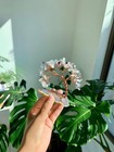 Sumgiftforall Handmade Crystal Money Tree On Agate Slice - Tree Of Life Bonsai