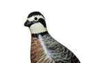 Quail Figurine On Driftwood-hand Carved And Signed  By Chris Olson