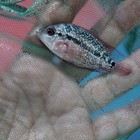 Beautiful Red Warrior Flowerhorn 1 5 To 2 Inches Unsexed