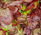 Romaine Lettuce Cimmaron Heirloom 200  Seeds 100  Organic Non Gmo Grown In Usa