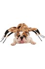 Creepy Insect Spider Harness Pet Dog Costume