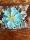 Artificial Succulents Rubber Flower For Diy Home Garden Floral Decor