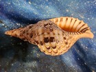 Beautiful Large Triton Trumpet Seashell  11  Length  Great Sound Too