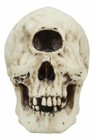 Ebros Greek Mythology Primordial Giant Cyclops Skull Statue 6 75  Long
