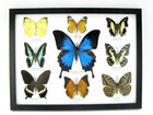 9 Beautiful Butterflies In Xl Showcase  Framed  Real Taxidermy - A-09-ulysses-13