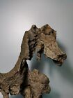  10184 old Natural Chinese Suiseki Bonsai Ying Stone-horse-chinese Art Stone