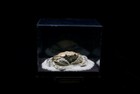 G3 Crab Taxidermy Matuta Planipes In Glass Box Dome