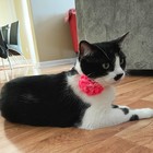 2 Pack Cat Collar Floral With Bell And Removable Flower Bowtie Breakaway Adjusta