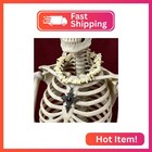 Clloeat Taxidermy Real Animals Skulls  Real Bones Specimen  Taxidermy Supplies F