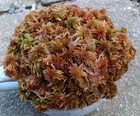 Live Sphagnum Moss Honey Gold Crisp Fresh Cleaned Maine 