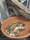 2022 Female Adult Hydronastes Gigas  false-water Cobra 