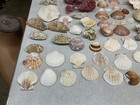 Vintage Salt Water Sea Shells Coral Clam Abalone Salt Water Tank Aquarium Urchin