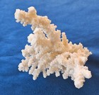 White Authentic Coral Finger Branch Lace Specimen