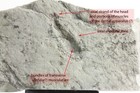 Kimberella Quadrata Precambrian Ediacaran  ediacarian  Vendian  Fossil