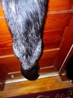 Huge Beautiful Tanned Silver Fox Fur Pelt Skin Taxidermy S7 Man Cave Log Cabin