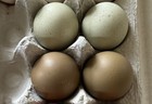4 2   Hatching Eggs Olive Egger  Easter Egger Avian Flu Neg Npip Dark Green Eggs