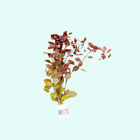 Buy 2 Get 1 Free 3 Pack Ludwigia Repens Super Red Mini Aquarium Plants