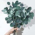Dried Preserved Eucalyptus Stems  7-10 Pcs Real Natural Silver Dollar Leaves  