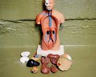 Human Torso Model  Human Medical Model  15 Pieces  Science Oddities  Curiosities