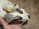 Stunningly Marked Calico Cross Fox Mountable High Quality Pelt With Fresh Tan 
