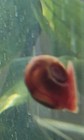12 Freshwater Aquarium Snails Beginner Tropical Live
