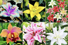 25pc Lily Seeds Garden Plant Flower Rare Bloom Exotic Usa Seller Free Shipping