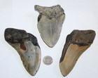Megalodon Fossil Giant Shark Tooth No Repair Natural Lot Of 3 Beautiful Teeth