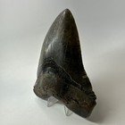 Megalodon Shark Tooth 5 90 Inch - Authentic - Colorful Fossil - Serrated 20275
