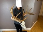 Big European Fake Skull Whitetail Deer Antlers Set Wild Idaho Horns Mount 6x7