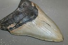 Megalodon Fossil Giant Sharks Teeth Ocean No Repair 6 34  Huge Beautiful Tooth