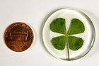 33mm Real Four Leaf Clover In Resin Token St patrick s Day  lucky Leaf  Coin
