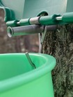 5 Maple Sap Syrup 5 16 Taps   Stainless Steel Spouts  Spiles For Buckets W lids