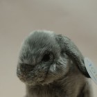 22cm Gray Lop Rabbit Plush Toy Soft Sitting Bunny Stuffed Animal Rabbit Doll