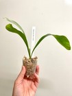 Platycerium Hillii Raijin   Rare Fern   Sapphirechild Orchids