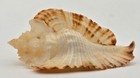 Muricidae Timbellus Bednalli - 49 53 Mm - Seriously Gorgeous