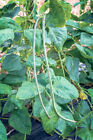 Yard Long Bean Seeds   Usa Asparagus Green Asian Seed       u     a Ng   t 