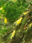 20   Extra Yellow Golden Back Neocaridina Shrimp