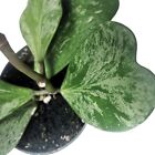 Hoya Kerri Splash 4  Pot - Rare Hoya Kerrii - Ships From California