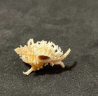 Muricidae Murexiella Judithae 26 20mm Davao Philippines    