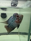 Flowerhorn Live Fish