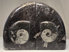 6  7-8lb  Ammonite Orthoceras Fossil Stone Bookends Carved Black Limestone Pair