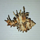 3  Endive Murex Spiky Seashell Hexaplex Cichoreum From Philippines
