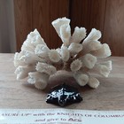 Natural Salt Water White Coral Reef Finger Lettuce Decorative Piece - Fish Tank 