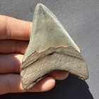 Megalodon Tooth Real Shark Tooth Fossil 3 24    South Carolina All Natural