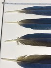 Blue And Gold Macaw Tail Feather  longest Is 21    